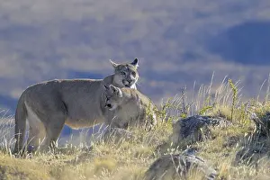 Young Animal Prints: Two pumas, likely a mother and cub