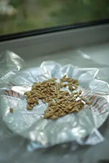 Cellophane Prints: pumpkin seeds are dried in a plate with cellophane on the windowsill