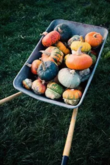 Thanksgiving Prints: Pumpkins in a dray autumn harvest