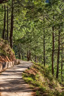 Bhutan Prints: Punakha, Bhutan. Evergreen Forest on Hillside above the Mo River Valley