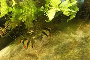 Goldfish Prints: Puntius tetrazona is a group of small exotic fish aquariums in the oceanarium