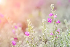 Breathe Prints: Puple flower natural color background