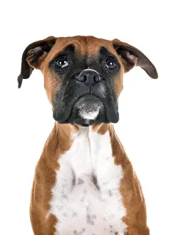 Puppy Prints: puppy boxer in front of white background