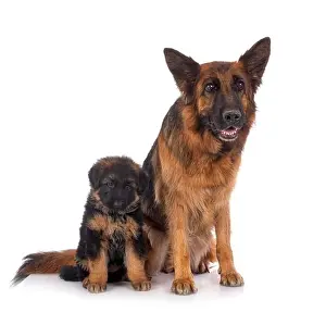 German Shepherd Prints: puppy german shepherd and adult in front of white background