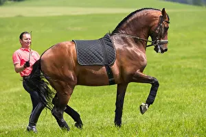 Human Being Prints: Pure Spanish Horse, Andalusian. Bay stallion performing a piaffe on long-rein. Germany