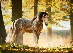 Mood Prints: Pure Spanish Horse, Andalusian. Dappled grey adult walking in a forest in autumn. Germany