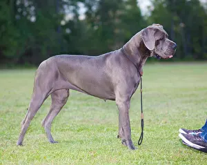 Collar Prints: Purebred Great Dane standing next to a person in a wheelchair