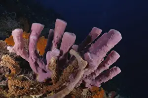 Colourfully Prints: Purple big tube sponge (Haliclona (Reniera) fascigera) stands out in a colourful underwater landscape