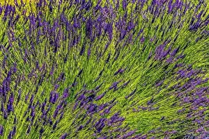 Purple Blue English Lavender Blossoms Blooming Green Leaves Abstract Patterns Background Farm Washington State