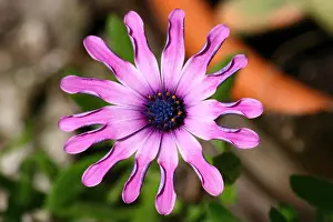 Curled Prints: Purple Cape daisy flower with a dark center and curled petals is blooming