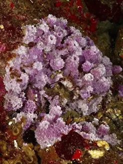 Coastal Area Prints: Purple Coarse Spiny Sponge (Dysidea avara) on an underwater rock