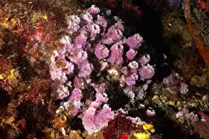 Costa Brava Prints: Purple coarse sponge (Dysidea avara) with vivid colours on an underwater reef