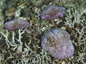 Dyed Prints: Purple coloured mushroom corals (Fungia fungites) scattered on a seabed