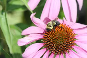 Cone Prints: Purple Coneflower with Bee, growing in a small public flower garden