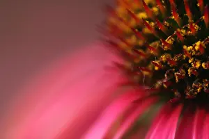 Midwest Prints: purple coneflower echinacea purpurea blossom in june northern illinois prairie