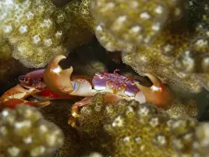 Adaptions Prints: Purple coral crab (Trapezia cymodoce) with strong claws is well hidden in the corals