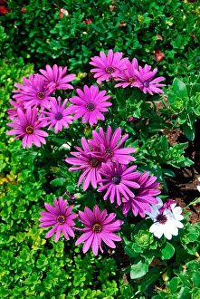 Breeds Prints: Purple daisy or Cape daisy or South African daisy (Osteospermum)