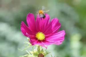 Faded Prints: Purple flower of garden cosmos or Mexican aster (Cosmos bipinnatus)
