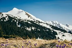Purple flowers, snow-capped peak in the mountains on a background, spring