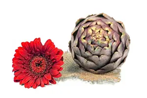 Produce Prints: Purple fresh artichoke isolated on a white background