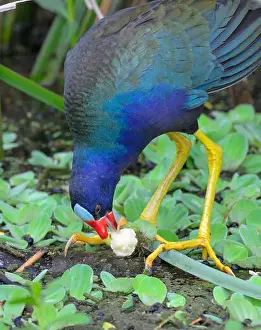 Gallinule Prints: Purple gallinule (Porphyrio martinica) eating a plant tuber in a swamp