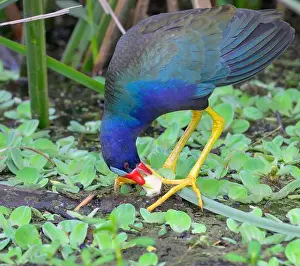 State Park Prints: Purple gallinule (Porphyrio martinica) eating a plant tuber in a swamp