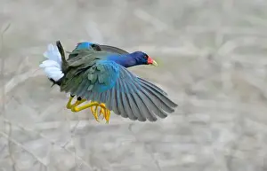 State Park Prints: Purple gallinule (Porphyrio martinica) flying over swamp