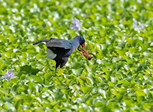 Brazos Bend State Park Prints: Purple gallinule (Porphyrio martinicus) with crawfish in a forest swamp