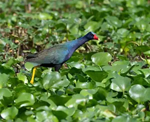 Brazos Bend State Park Prints: Purple gallinule (Porphyrio martinicus) walking on water weed leaves in a forest swamp