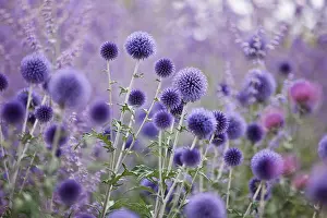Thistle Prints: Purple globe thistles and lavender
