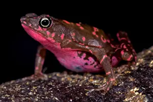 Nassau Prints: Purple harlequin Toad, Atelopus spumarius barbotini