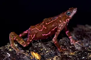 Nassau Prints: Purple harlequin Toad, Atelopus spumarius barbotini