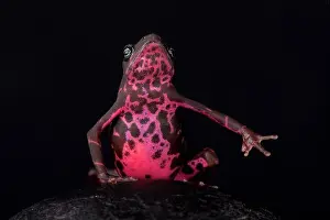 The Purple harlequin Toad (Atelopus spumarius barbotini) has only been discovered in 2013