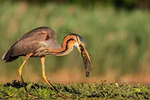 Wild Bird Prints: Purple Heron, Ardea purpurea, in nice warm morning light