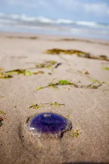 Venom Prints: Purple jellyfish washed up on the beach at Whitsand Bay in Cornwall