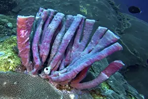 Spongia Prints: Purple large tube sponge (Haliclona (Reniera) fascigera) on a rocky seabed underwater