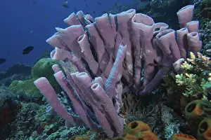 Porifera Prints: Purple large tubular sponge (Haliclona (Reniera) fascigera) contrasts with the blue underwater world