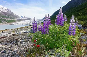 Brightly Colored Prints: Purple lupine and red Indian paintbrush native wildflowers blooming near a glacier on a rocky beach shoreline