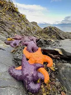 Sea Star Prints: Purple and orange starfish on shore at low tide, Alaska, USA