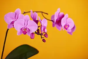 Orchid Prints: Purple orchids on modern yellow background. Closeup