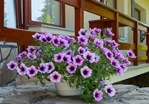 Porch Prints: purple petunia flowers in a white pot on the porch of the house. For your design