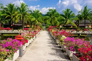 Green Lake Prints: purple pink white red flowers in concrete planters on the edge of the lake bridge with fountains on the background of