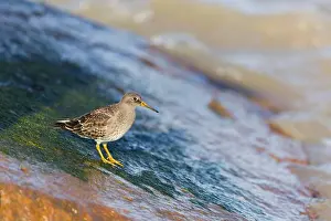 Wader Prints: Purple sandpiper Calidris maritima
