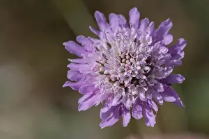 Cushion Prints: A purple scabiosa (Pincushion Flower) flower head with blurred natural background