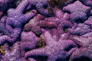 Sea Star Prints: Purple Sea Star, Ochre Sea Star (Pisaster ochraceus)