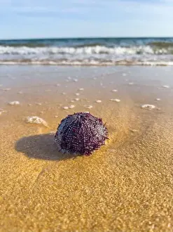 Urchin Prints: Purple sea urchin resting on the wet sand with ocean waves in the background