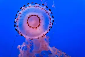 Sting Prints: Purple striped jelly fish on blue background
