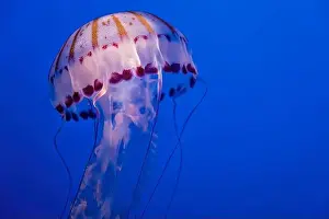 Nettle Prints: Purple striped jelly fish on blue background