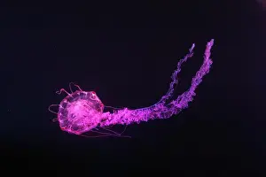 Purple Striped Prints: Purple striped Jellyfish, Chrysaora colorata swimming in dark water of aquarium tank illuminated with pink neon light