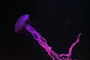 Purple Striped Prints: Purple-striped Jellyfish, Chrysaora colorata swimming in dark water of aquarium tank illuminated with pink neon light